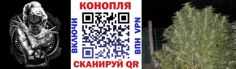 МАРИХУАНА конопля  Сунжа 